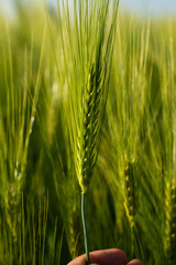 Naklejka premium Hand holding green barley ear in field symbolizing agricultural growth, farming and sustainable food production