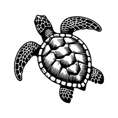 Sea Turtle Illustration © umi