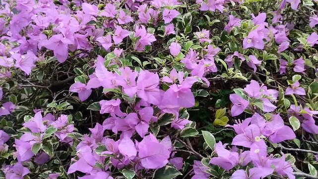 Purple bougainvillea flowers with beautiful green and white variegated leaves. Tropical houseplant.