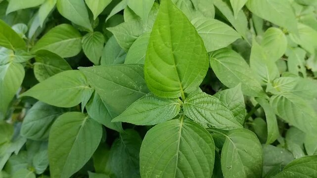 Close up fresh green leaves of Asystasia gangetica or Chinese violet. Beautiful tropical nature background