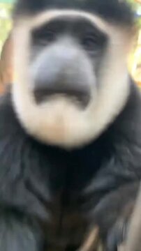 Colobus Monkey looking around in a zoo enclosure