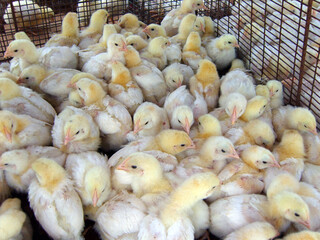 Cluster of fluffy yellow and white chicks huddled in a wire cage. This scene illustrates a typical commercial poultry hatchery, highlighting early-stage livestock production and avian agriculture © z_olga_art