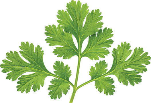 Fresh green coriander leaves, detailed on white background, cilantro herb leaf