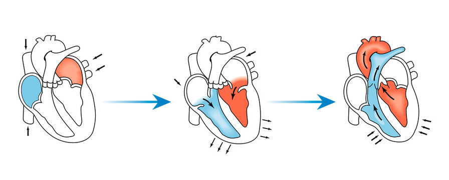 Diagram of the Cardiac Cycle and Blood Flow through the Human Heart