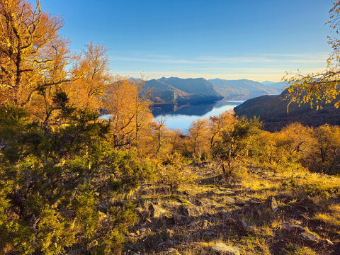 Golden Autumn Lenga Forest and Lichens Overlooking Lake Lacar in San Martin de los Andes