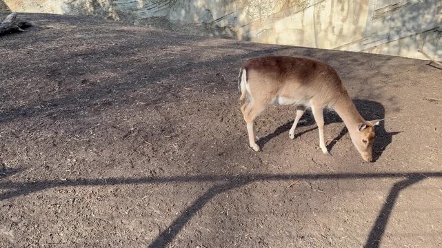 Young fallow deer grazing on the ground in a safari park or zoo enclosure on a sunny day