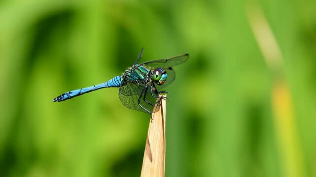 vibrant blue dragonfly perched delicately on slender green reed surrounded by lush vibrant foliage natural outdoor setting bright sunlight highlighting intricate wings and body details close