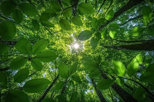 Sunlight filtering through a dense green tree canopy with large leaves and tall trunks viewed from below, creating a serene and uplifting forest scene