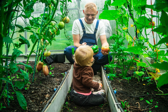 Farmer working with tomato plants while child helps nearby. Early involvement in agricultural activity
