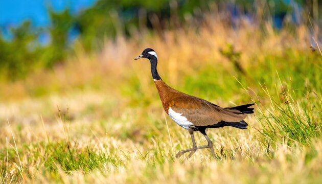 Majestic Lesser Florican bustard bird with elegant brown plumage and white underparts strutting through the golden tall grass of an Indian grassland, captured in a cinematic widescreen format.