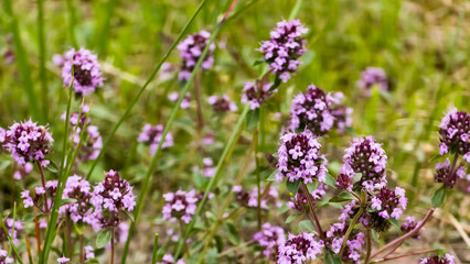 Obraz premium Close-up of vibrant wild thyme (Thymus serpyllum) in bloom, featuring clusters of small purple flowers amidst green foliage. Ideal for nature, herbal and floral themes.