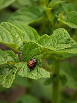 Vertical macro shot of a Colorado potato beetle larva (Leptinotarsa decemlineata) feeding on green potato plant leaves (Solanum tuberosum), showing black spots and a reddish body.