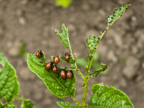 Colorado potato beetle larvae (Leptinotarsa decemlineata) feasting on a damaged green potato leaf, with dark frass. Shows common garden pest.