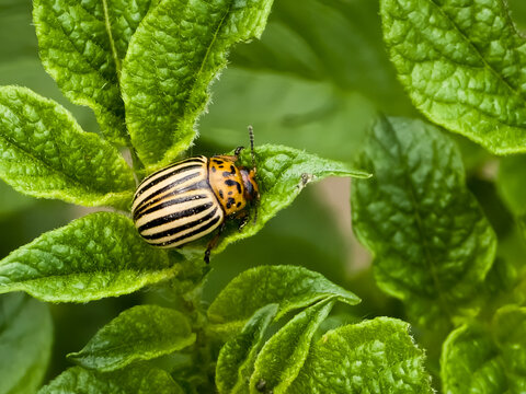 A Colorado potato beetle (Leptinotarsa decemlineata) with distinctive light and black stripes rests on a green potato leaf