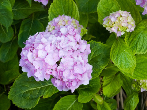 Horizontal close-up shot of pink mophead hydrangea flowers (Hydrangea macrophylla) blooming amidst vibrant green foliage in natural daylight on a bright summer day.