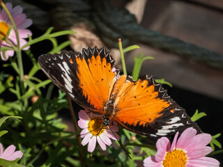 Close-up shot of a Leopard Lacewing butterfly (Cethosia cyane) perching on pink daisy flowers, displaying its bright orange wings with black jagged margins and white patterns in sunlight © Dan