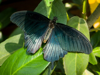 Macro top view of a Great Mormon butterfly (Papilio memnon) male perched on vibrant green leaves, displaying spread navy-blue wings with iridescence on the hindwings in bright sunlight. © Dan