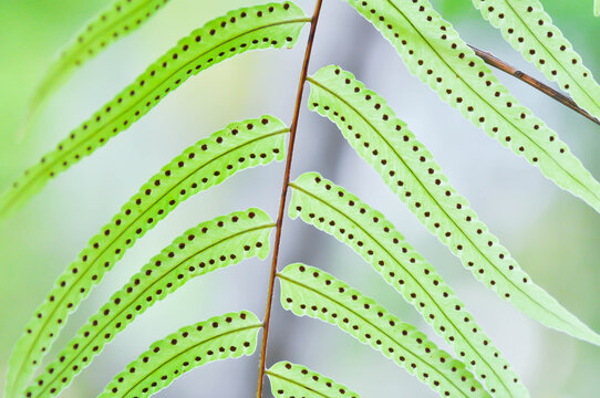 Fern Spore, Fern Spores or  indusium, pteridophyta or sorus or Sorus of fern or Sorus of ferns or  sporanggium or bracken fern or  dennstaedtiaceae or diplazium esculentum or fern plant