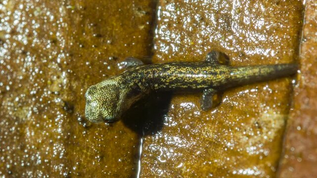 Newly hatched Hotel Zaracay Salamander (Bolitoglossa chica). less than 1cm in length. From  rainforest  near Puerto Quito in western Ecuador. Tiny springtails (Collembola) are wandering on the leaves.