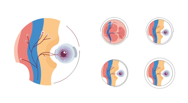 Retinal scan and eye anatomy diagram provides detailed views of blood vessels and macular health for ophthalmic diagnostic use.