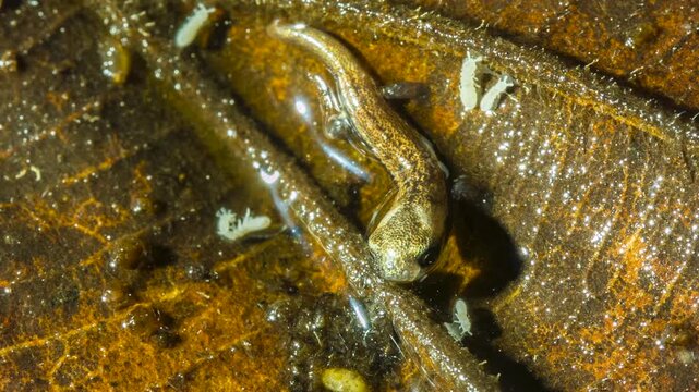 Newly hatched Hotel Zaracay Salamander (Bolitoglossa chica). less than 1cm in length. From  rainforest  near Puerto Quito in western Ecuador. Tiny springtails (Collembola) are wandering on the leaves.