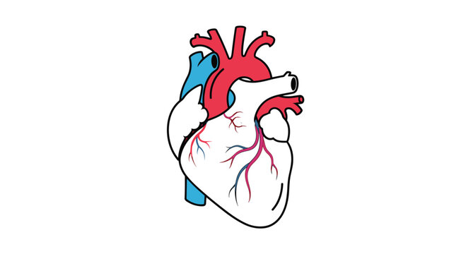 Detailed anatomical drawing of a human heart showing the superior vena cava, aorta, pulmonary artery, and coronary vessels on a plain background.