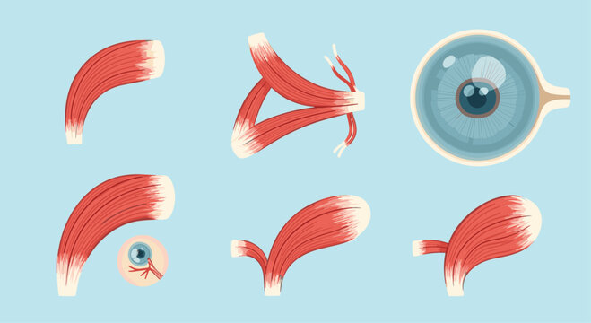 Scientific diagram illustrating the various muscles of the human eye including the rectus and oblique muscles for study.
