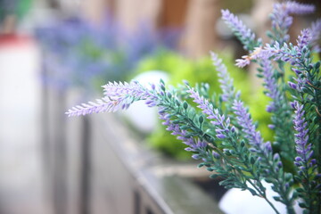 Obraz premium lavender flowers on a green background