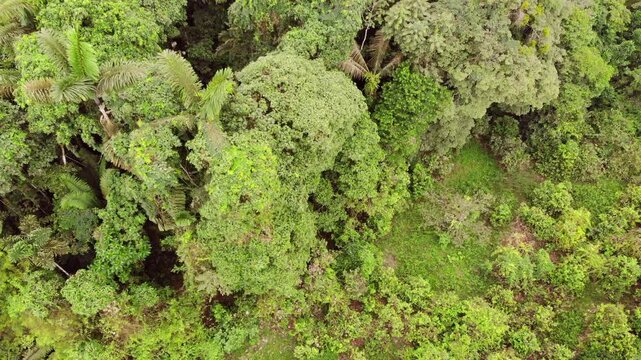 Flying low over the canopy of pristine rainforest. One of the last remnants of lowland rainforest in western Ecuador situated near Puerto Quito, Pichincha province