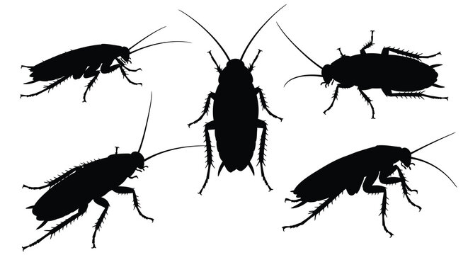 Five cockroach silhouettes on a white background silhouette