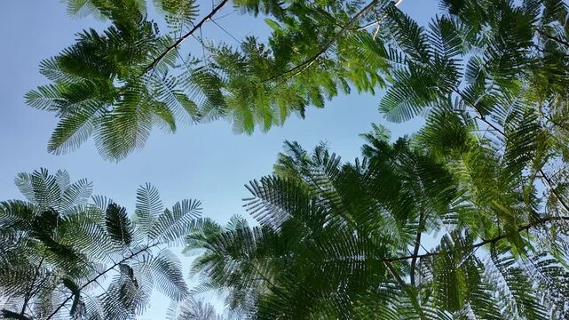 Green tree leaves and branches swaying gently in the wind against a clear blue sky. A full shot rotating 360 degrees