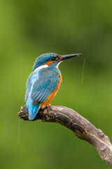 Obraz premium Kingfisher perched on a natural background in Britain with blue and orange colourful plumage and detailed wildlife portrait.