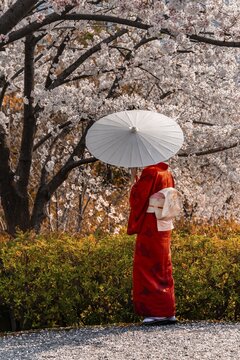 Japanese woman in traditional clothes, kimono and japanese sunshade under cherry blossoms, Shimokawaracho, Kyoto, Japan