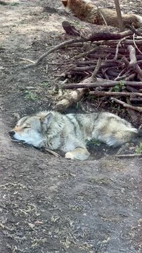 Grey wolf close up sleeping on the ground, wild predator portrait resting in nature, vertical video
