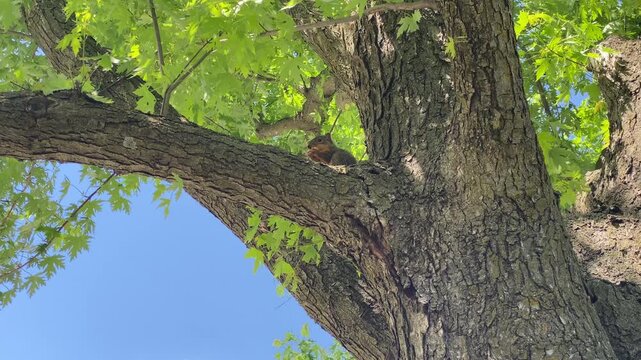 Young fox squirrel sitting on a tree branch eating