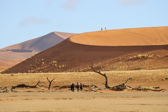 Dead Camel Thorn Trees (Acacia erioloba) at the Dead Vlei in the Namib Desert, Namibia, Africa