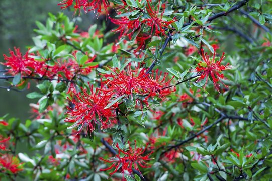 Chilean firebush or Notro (Embothrium coccineum), Pan-American Highway, Aysen Region, Patagonia, Chile