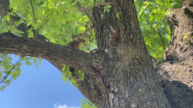 Two young fox squirrels on a tree branch