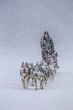 Dog sledding, sled dog driving, dog sled racing, husky, snow, winter, Yukon Quest, Yukon, Canada