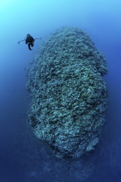 Diver, underwater photographer, on deep dive at South Plateau Elphinstone Reef. Red Sea, Egypt
