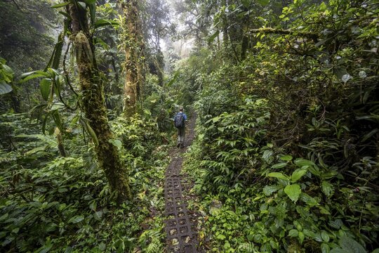 Hiker, tourist on a hiking trail in the rainforest, dense vegetation, Monteverde cloud forest, Monte Verde, Puntarenas province, Costa Rica