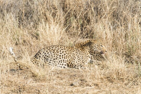 Leopard (Panthera pardus), Khomas, Namibia