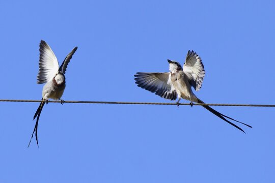 Courtship display of a couple of Streamer-tailed Tyrant (Gubernetes yetapa), Serra da Canastra National Park, Minas Gerais, Brazil