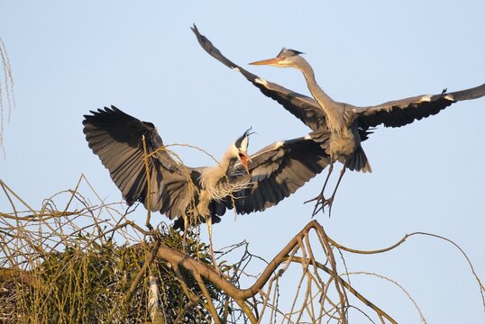 Grey heron (Ardea cinerea) scares away grey heron from its nest, Hesse, Germany