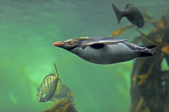 Northern Rockhopper Penguin (Eudyptes chrysocome), adult, swimming, in water, captive, Cape Town, South Africa