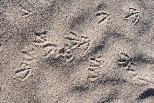Bird tracks, seagull tracks in the sand, Sylt, Schleswig-Holstein, Germany
