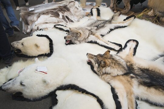 Wolf and polar bear skins, Montreal, Canada