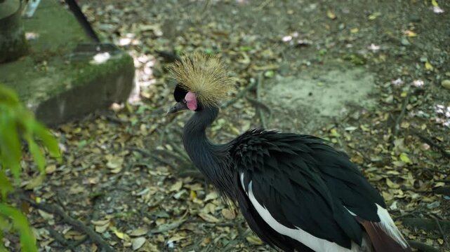美しい冠羽を持つホオジロカンムリヅルのクローズアップ/Close-up of a majestic Grey Crowned Crane with its golden crest