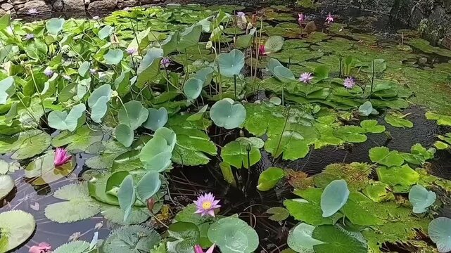 A Beautiful Natural Rock Pool Filled With Lotus Water Lilies And Various Aquatic Plants In A Scenic Landscape