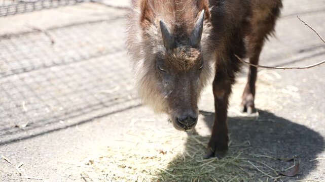 地面の餌を静かに食べるニホンカモシカのシネマティックなクローズアップ/Cinematic close-up of a Japanese Serow eating quietly on the ground